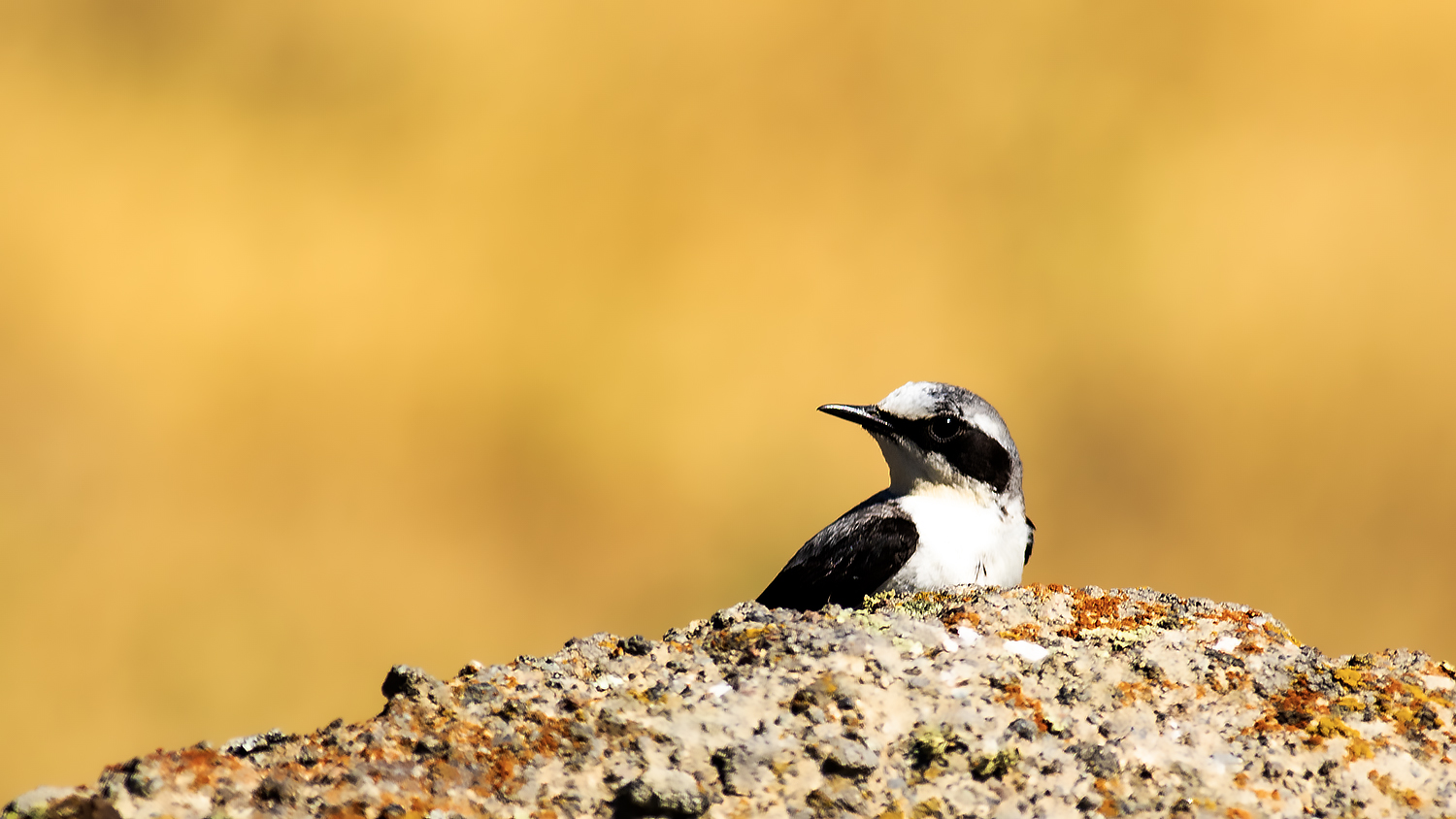 Black-eared Wheatear